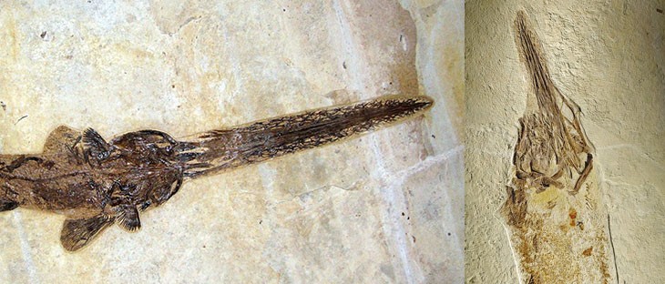 Первые ископаемые останки веслоноса